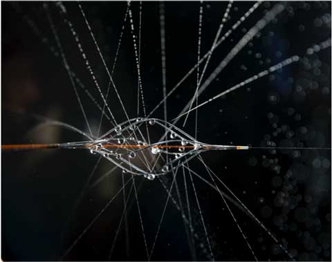 BASHIR™ Endovascular Catheter